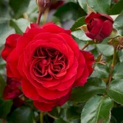 'Farruca'™ Rosa X 'Farruca'™ (Slyngrose) A-Kvalitet,- Barrods Roser Min. 3 Grene -Plantetorvet Butik p37639 52223 rosa x farruca slyngrose 0afc