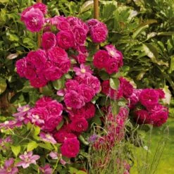 'Kolo'™ Rosa X 'Kolo'™ (Slyngrose) A-Kvalitet,- Barrods Roser Min. 3 Grene