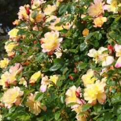 'Kordes Moonlight'® Rosa X 'Kordes Moonlight'® (Klatrerose) A-Kvalitet,- Barrods Roser Min. 3 Grene -Plantetorvet Butik p37641 53485 rosa x kordes moonlight klatrerose f93f