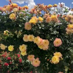 'Kordes Moonlight'® Rosa X 'Kordes Moonlight'® (Klatrerose) A-Kvalitet,- Barrods Roser Min. 3 Grene -Plantetorvet Butik p37641 53614 rosa x kordes moonlight klatrerose b3a2