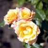 'Della Balfour' Rosa X 'Della Balfour' (Slyngrose) A-Kvalitet,- Barrods Roser Min. 3 Grene -Plantetorvet Butik p37652 52356 rosa x della balfour slyngrose f873