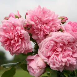 'Sweet Laguna'® Rosa X 'Sweet Laguna'® (Slyngrose) A-Kvalitet,- Barrods Roser Min. 3 Grene -Plantetorvet Butik p37665 53669 rosa x sweet laguna slyngrose 39b5