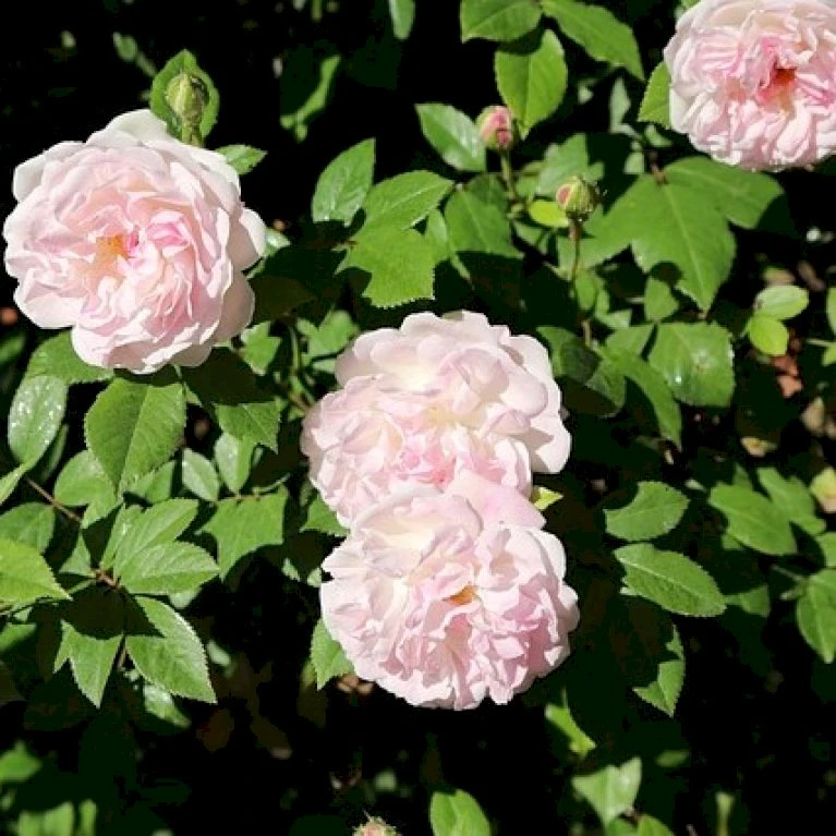 'Ydre Rosen' Rosa X 'Ydre Rosen' (Buskrose) A-Kvalitet,- barrods roser min. 3 grene 'Ydre Rosen' Rosa X 'Ydre Rosen' (Buskrose) A-Kvalitet,- Barrods Roser Min. 3 Grene -Plantetorvet Butik p37668 53454 rosa x ydre rosen buskrose 1bed
