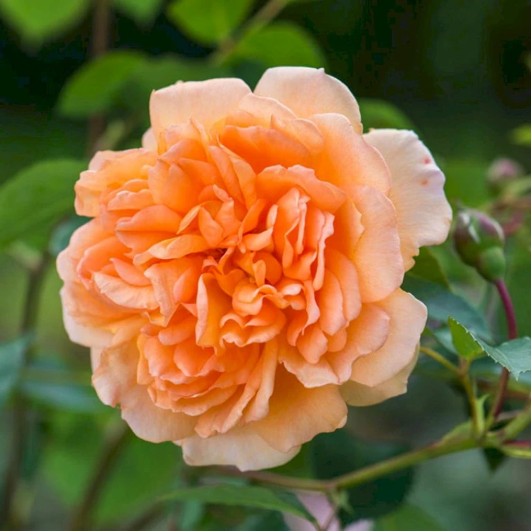 'Dame Judi Dench'™ Rosa X 'Dame Judi Dench'™ (Engelsk Rose) A-Kvalitet,- barrods roser min. 3 grene 'Dame Judi Dench'™ Rosa X 'Dame Judi Dench'™ (Engelsk Rose) A-Kvalitet,- Barrods Roser Min. 3 Grene -Plantetorvet Butik p37670 52965 rosa x dame judi dench engelsk rose 27c2