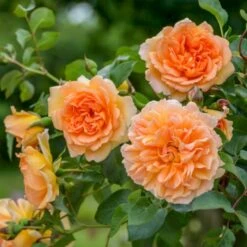 'Dame Judi Dench'™ Rosa X 'Dame Judi Dench'™ (Engelsk Rose) A-Kvalitet,- Barrods Roser Min. 3 Grene 5 'Dame Judi Dench'™ Rosa X 'Dame Judi Dench'™ (Engelsk Rose) A-Kvalitet,- Barrods Roser Min. 3 Grene -Plantetorvet Butik p37670 52967 rosa x dame judi dench engelsk rose c8cc