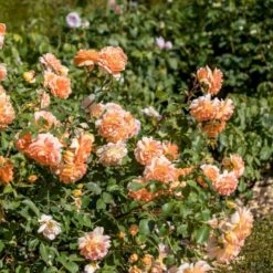 'Dame Judi Dench'™ Rosa X 'Dame Judi Dench'™ (Engelsk Rose) A-Kvalitet,- Barrods Roser Min. 3 Grene 6 'Dame Judi Dench'™ Rosa X 'Dame Judi Dench'™ (Engelsk Rose) A-Kvalitet,- Barrods Roser Min. 3 Grene -Plantetorvet Butik p37670 52968 rosa x dame judi dench engelsk rose 114c