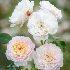 'Emily Brontë'™ Rosa X 'Emily Brontë'™ (Engelsk Rose) A-Kvalitet,- Barrods Roser Min. 3 Grene 4 'Emily Brontë'™ Rosa X 'Emily Brontë'™ (Engelsk Rose) A-Kvalitet,- Barrods Roser Min. 3 Grene -Plantetorvet Butik p37672 52978 rosa x emily bronte engelsk rose 8a33