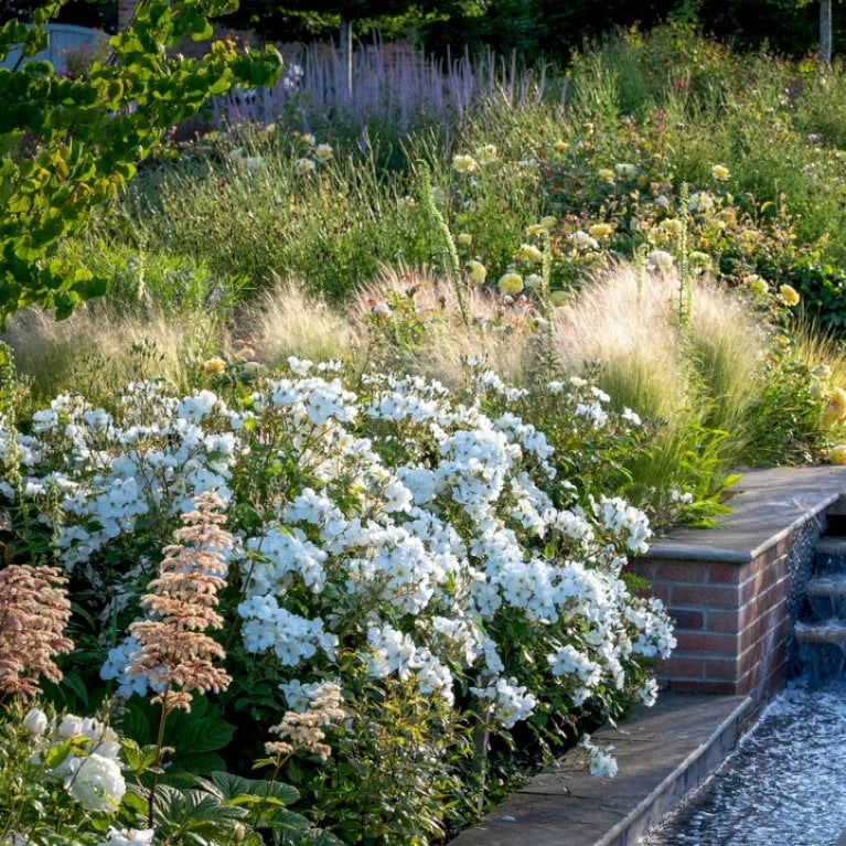 'Kew Gardens'™ Rosa X 'Kew Gardens'™ (Engelsk Rose) A-Kvalitet,- barrods roser min. 3 grene 'Kew Gardens'™ Rosa X 'Kew Gardens'™ (Engelsk Rose) A-Kvalitet,- Barrods Roser Min. 3 Grene -Plantetorvet Butik p37673 53046 rosa x kew gardens engelsk rose d616