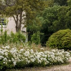 'Kew Gardens'™ Rosa X 'Kew Gardens'™ (Engelsk Rose) A-Kvalitet,- Barrods Roser Min. 3 Grene 9 'Kew Gardens'™ Rosa X 'Kew Gardens'™ (Engelsk Rose) A-Kvalitet,- Barrods Roser Min. 3 Grene -Plantetorvet Butik p37673 53048 rosa x kew gardens engelsk rose 13ad