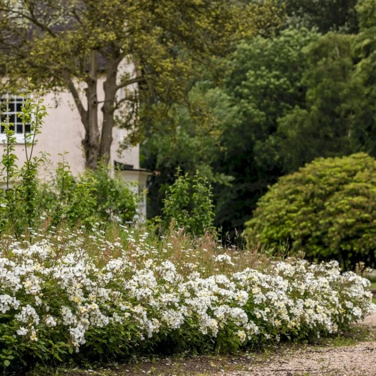 'Kew Gardens'™ Rosa X 'Kew Gardens'™ (Engelsk Rose) A-Kvalitet,- barrods roser min. 3 grene 'Kew Gardens'™ Rosa X 'Kew Gardens'™ (Engelsk Rose) A-Kvalitet,- Barrods Roser Min. 3 Grene -Plantetorvet Butik p37673 53048 rosa x kew gardens engelsk rose 13ad