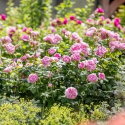 'The Ancient Mariner' Rosa X 'The Ancient Mariner' (Engelsk Rose) A-Kvalitet,- Barrods Roser Min. 3 Grene -Plantetorvet Butik p37675 53158 rosa x the ancient mariner engelsk rose 9f23