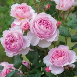 'The Ancient Mariner' Rosa X 'The Ancient Mariner' (Engelsk Rose) A-Kvalitet,- Barrods Roser Min. 3 Grene -Plantetorvet Butik p37675 53159 rosa x the ancient mariner engelsk rose b5c6