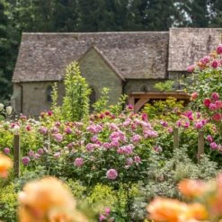 'The Ancient Mariner' Rosa X 'The Ancient Mariner' (Engelsk Rose) A-Kvalitet,- Barrods Roser Min. 3 Grene -Plantetorvet Butik p37675 53160 rosa x the ancient mariner engelsk rose 0071