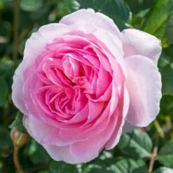 'The Ancient Mariner' Rosa X 'The Ancient Mariner' (Engelsk Rose) A-Kvalitet,- Barrods Roser Min. 3 Grene -Plantetorvet Butik p37675 53162 rosa x the ancient mariner engelsk rose 2203