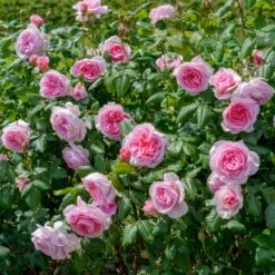 'The Ancient Mariner' Rosa X 'The Ancient Mariner' (Engelsk Rose) A-Kvalitet,- Barrods Roser Min. 3 Grene -Plantetorvet Butik p37675 53163 rosa x the ancient mariner engelsk rose 33e9