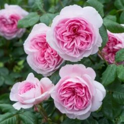 'The Ancient Mariner' Rosa X 'The Ancient Mariner' (Engelsk Rose) A-Kvalitet,- Barrods Roser Min. 3 Grene -Plantetorvet Butik p37675 53164 rosa x the ancient mariner engelsk rose a70c