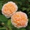 'The Lady Gardener' Rosa X 'The Lady Gardener' (Engelsk Rose) A-Kvalitet,- Barrods Roser Min. 3 Grene 1 'The Lady Gardener' Rosa X 'The Lady Gardener' (Engelsk Rose) A-Kvalitet,- Barrods Roser Min. 3 Grene -Plantetorvet Butik p37677 53178 rosa x the lady gardener engelsk rose 6489