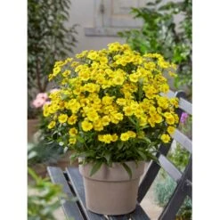 Solbrud 'Lemon Sundae' Helenium 'Lemon Sundae' 1 Liter Potte -Plantetorvet Butik p37684 52583 helenium lemon sundae cd51