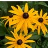 Gul Solhat 'American Goldrush' Rudbeckia Fulgida 'American Goldrush' 1 Liter Potte -Plantetorvet Butik p37685 52625 rudbeckia fulgida american goldrush c46c