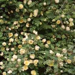 Gul Kinarose Rosa Hugonis (Hugo-rose) A-Kvalitet,- Barrods Roser Min. 3 Grene -Plantetorvet Butik p384 52870 rosa hugonis hugo rose 1206