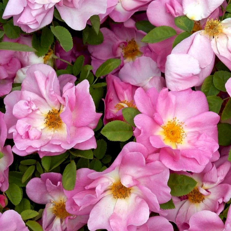 'Marguerite Hilling' Rosa Moyesii 'Marguerite Hilling' (Mandarinrose) A-Kvalitet,- barrods roser min. 3 grene 'Marguerite Hilling' Rosa Moyesii 'Marguerite Hilling' (Mandarinrose) A-Kvalitet,- Barrods Roser Min. 3 Grene -Plantetorvet Butik p386 52458 rosa moyesii marguerite hilling mandarinrose cb6d