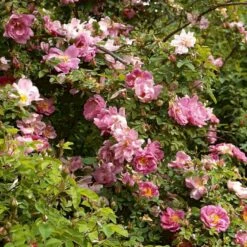 'Marguerite Hilling' Rosa Moyesii 'Marguerite Hilling' (Mandarinrose) A-Kvalitet,- Barrods Roser Min. 3 Grene 4 'Marguerite Hilling' Rosa Moyesii 'Marguerite Hilling' (Mandarinrose) A-Kvalitet,- Barrods Roser Min. 3 Grene -Plantetorvet Butik p386 52459 rosa moyesii marguerite hilling mandarinrose 6ec9