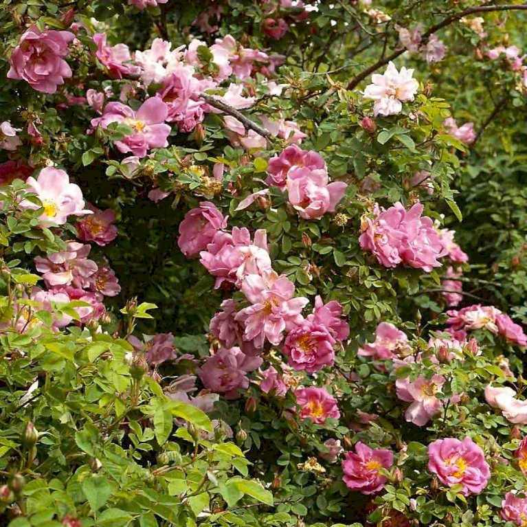 'Marguerite Hilling' Rosa Moyesii 'Marguerite Hilling' (Mandarinrose) A-Kvalitet,- barrods roser min. 3 grene 'Marguerite Hilling' Rosa Moyesii 'Marguerite Hilling' (Mandarinrose) A-Kvalitet,- Barrods Roser Min. 3 Grene -Plantetorvet Butik p386 52459 rosa moyesii marguerite hilling mandarinrose 6ec9