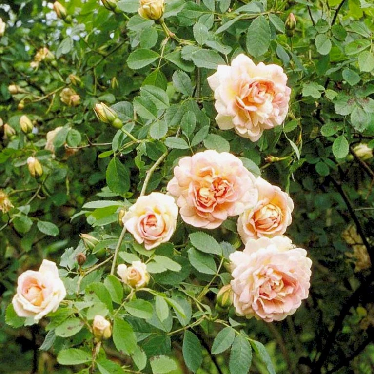 'Frühlingsduft'® Rosa Pimpinellifolia 'Frühlingsduft'® (Klitrose) A-Kvalitet,- barrods roser min. 3 grene 'Frühlingsduft'® Rosa Pimpinellifolia 'Frühlingsduft'® (Klitrose) A-Kvalitet,- Barrods Roser Min. 3 Grene -Plantetorvet Butik p388 52393 rosa pimpinellifolia fruehlingsduft e367