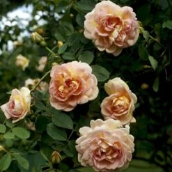 'Frühlingsduft'® Rosa Pimpinellifolia 'Frühlingsduft'® (Klitrose) A-Kvalitet,- Barrods Roser Min. 3 Grene 4 'Frühlingsduft'® Rosa Pimpinellifolia 'Frühlingsduft'® (Klitrose) A-Kvalitet,- Barrods Roser Min. 3 Grene -Plantetorvet Butik p388 52394 rosa pimpinellifolia fruehlingsduft 01e6
