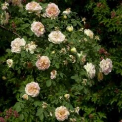 'Frühlingsduft'® Rosa Pimpinellifolia 'Frühlingsduft'® (Klitrose) A-Kvalitet,- Barrods Roser Min. 3 Grene 5 'Frühlingsduft'® Rosa Pimpinellifolia 'Frühlingsduft'® (Klitrose) A-Kvalitet,- Barrods Roser Min. 3 Grene -Plantetorvet Butik p388 53571 rosa pimpinellifolia fruehlingsduft klitrose d3ad