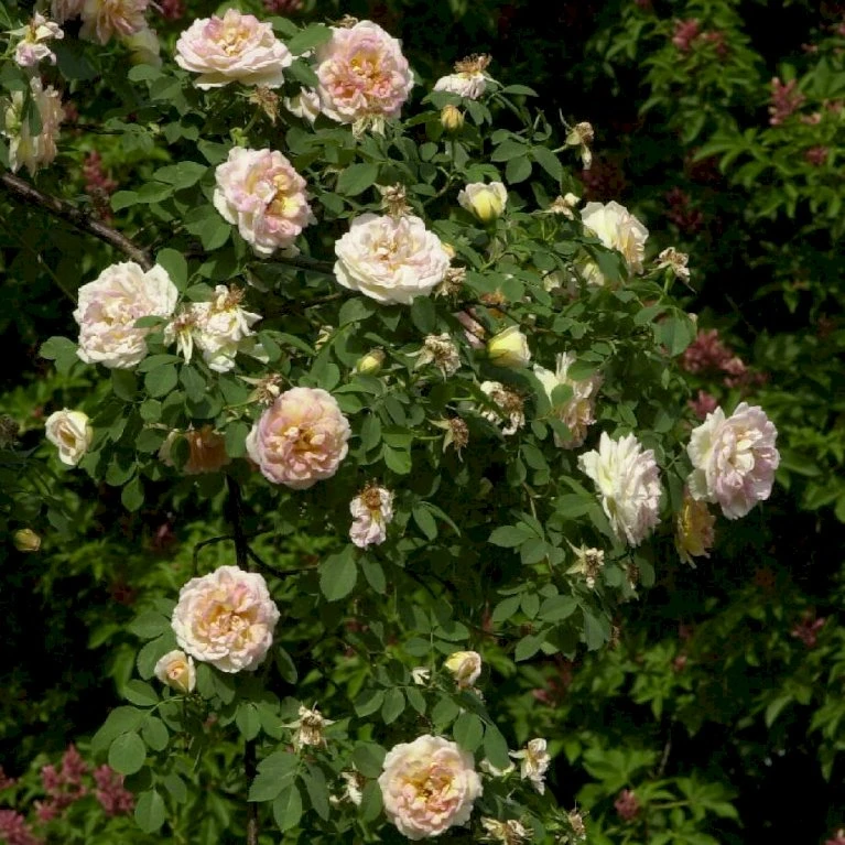 'Frühlingsduft'® Rosa Pimpinellifolia 'Frühlingsduft'® (Klitrose) A-Kvalitet,- barrods roser min. 3 grene 'Frühlingsduft'® Rosa Pimpinellifolia 'Frühlingsduft'® (Klitrose) A-Kvalitet,- Barrods Roser Min. 3 Grene -Plantetorvet Butik p388 53571 rosa pimpinellifolia fruehlingsduft klitrose d3ad