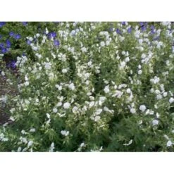 Bølgekronet Storkenæb 'Album' Geranium Phaeum 'Album' 1 Liter Potte