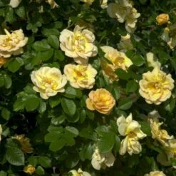 'Maigold'® Rosa Pimpinellifolia 'Maigold'® (Klitrose) A-Kvalitet,- Barrods Roser Min. 3 Grene -Plantetorvet Butik p391 53608 rosa pimpinellifolia maigold klitrose 5b4a