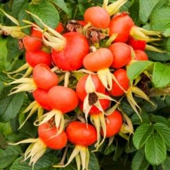 Rynket Rose 'Fru Dagmar Hastrup' Rosa Rugosa 'Fru Dagmar Hastrup' A-Kvalitet,- Barrods Roser Min. 3 Grene -Plantetorvet Butik p392 54008 rosa rugosa fru dagmar hastrup d459