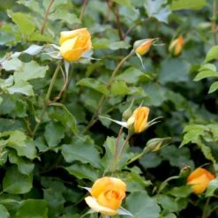 'Sahara'® Rosa X 'Sahara'® A-Kvalitet,- Barrods Roser Min. 3 Grene 5 'Sahara'® Rosa X 'Sahara'® A-Kvalitet,- Barrods Roser Min. 3 Grene -Plantetorvet Butik p3952 52886 rosa x sahara storblomstrende 26de