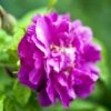Rynket Rose 'Hansa' Rosa Rugosa 'Hansa' A-Kvalitet,- Barrods Roser Min. 3 Grene -Plantetorvet Butik p395 52417 rosa rugosa hansa 5db7