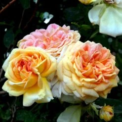 'Alchymist' Rosa X 'Alchymist' (Slyngrose) A-Kvalitet,- Barrods Roser Min. 3 Grene 4 'Alchymist' Rosa X 'Alchymist' (Slyngrose) A-Kvalitet,- Barrods Roser Min. 3 Grene -Plantetorvet Butik p3977 52299 rosa x alchymist slyngrose 92f7