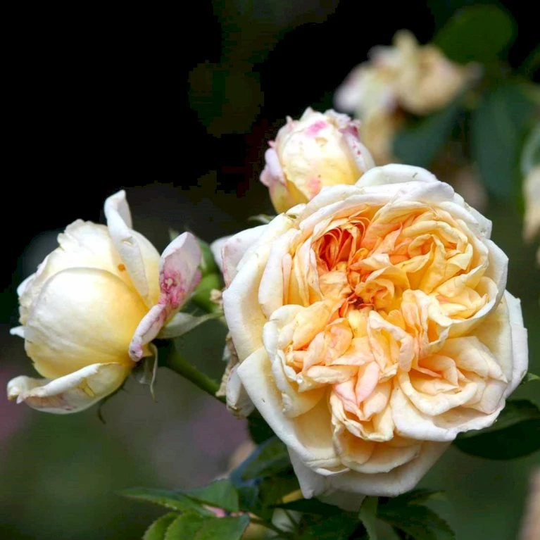 'Alchymist' Rosa X 'Alchymist' (Slyngrose) A-Kvalitet,- barrods roser min. 3 grene 'Alchymist' Rosa X 'Alchymist' (Slyngrose) A-Kvalitet,- Barrods Roser Min. 3 Grene -Plantetorvet Butik p3977 52300 rosa x alchymist slyngrose 392b