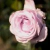 'Bering™ Renaissance'® Rosa X 'Bering™ Renaissance'® (Renaissancerose) A-Kvalitet,- Barrods Roser Min. 3 Grene -Plantetorvet Butik p401 52112 rosa x bering renaissance renaissancerose c7ee