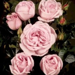 'Bering™ Renaissance'® Rosa X 'Bering™ Renaissance'® (Renaissancerose) A-Kvalitet,- Barrods Roser Min. 3 Grene -Plantetorvet Butik p401 52114 rosa x bering renaissance renaissancerose 4559