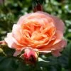 'Bonita™ Renaissance'® Rosa X 'Bonita™ Renaissance'® (Renaissancerose) A-Kvalitet,- Barrods Roser Min. 3 Grene -Plantetorvet Butik p402 52120 rosa x bonita renaissance renaissancerose 2bc2