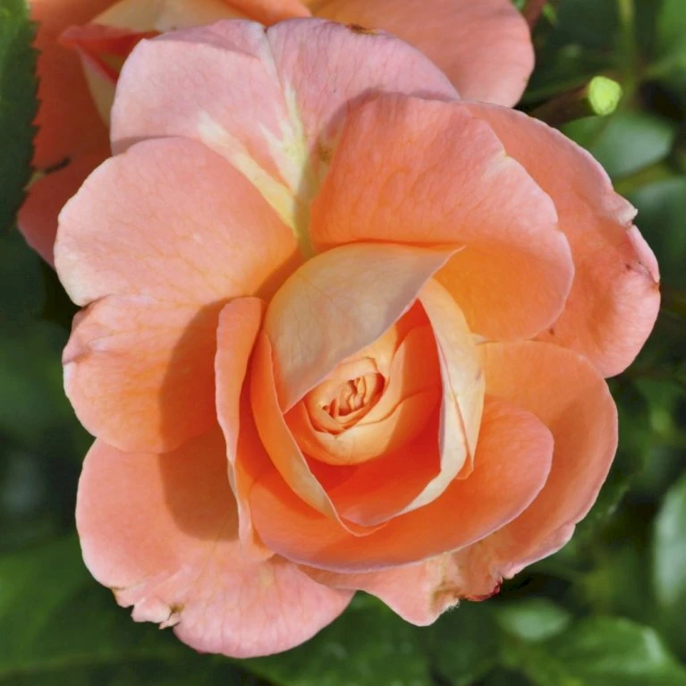 'Bonita™ Renaissance'® Rosa X 'Bonita™ Renaissance'® (Renaissancerose) A-Kvalitet,- barrods roser min. 3 grene 'Bonita™ Renaissance'® Rosa X 'Bonita™ Renaissance'® (Renaissancerose) A-Kvalitet,- Barrods Roser Min. 3 Grene -Plantetorvet Butik p402 52123 rosa x bonita renaissance renaissancerose bbec
