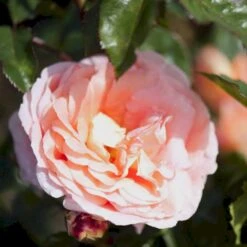 'Bonita™ Renaissance'® Rosa X 'Bonita™ Renaissance'® (Renaissancerose) A-Kvalitet,- Barrods Roser Min. 3 Grene 7 'Bonita™ Renaissance'® Rosa X 'Bonita™ Renaissance'® (Renaissancerose) A-Kvalitet,- Barrods Roser Min. 3 Grene -Plantetorvet Butik p402 52124 rosa x bonita renaissance renaissancerose 12bd