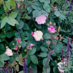 'Felicia' Rosa Moschata 'Felicia' (Moskusrose) A-Kvalitet,- Barrods Roser Min. 3 Grene -Plantetorvet Butik p4033 52369 rosa moschata felicia moschatarose b108