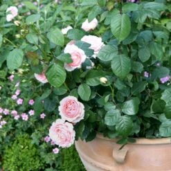 'Clair™ Renaissance'® Rosa X 'Clair™ Renaissance'® (Renaissancerose) A-Kvalitet,- Barrods Roser Min. 3 Grene -Plantetorvet Butik p404 52130 rosa x clair renaissance renaissancerose 169e