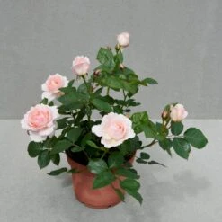 'Clair™ Renaissance'® Rosa X 'Clair™ Renaissance'® (Renaissancerose) A-Kvalitet,- Barrods Roser Min. 3 Grene -Plantetorvet Butik p404 52134 rosa x clair renaissance renaissancerose 5ef7