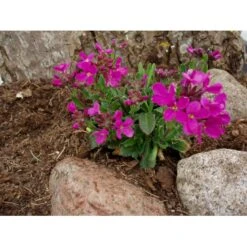 Kalkkarse 'Rote Sensation' Arabis Blepharophylla 'Rote Sensation' 10 Cm. Potte