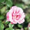 'Étude' Rosa X 'Étude' (Buskrose) A-Kvalitet,- Barrods Roser Min. 3 Grene 2 'Étude' Rosa X 'Étude' (Buskrose) A-Kvalitet,- Barrods Roser Min. 3 Grene -Plantetorvet Butik p407 52366 rosa x etude buskrose 5b30