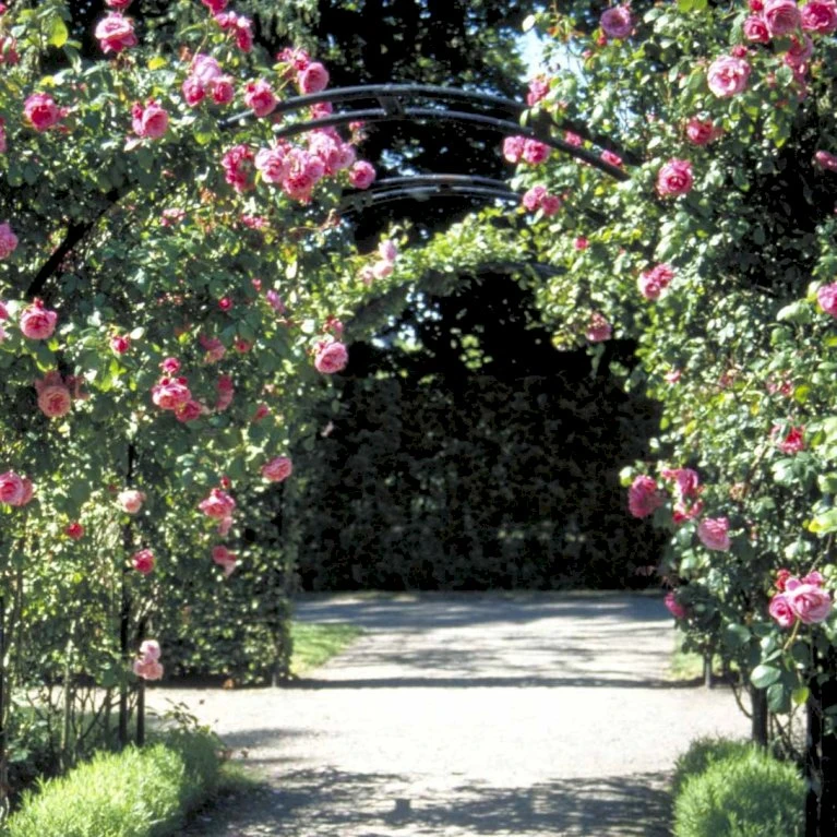 'Étude' Rosa X 'Étude' (Buskrose) A-Kvalitet,- barrods roser min. 3 grene 'Étude' Rosa X 'Étude' (Buskrose) A-Kvalitet,- Barrods Roser Min. 3 Grene -Plantetorvet Butik p407 52367 rosa x etude buskrose deef