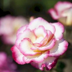'Händel' Rosa X 'Händel' (Slyngrose) A-Kvalitet,- Barrods Roser Min. 3 Grene -Plantetorvet Butik p414 52431 rosa x haendel slyngrose e3d2